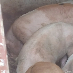 porci 140-350 kg - imagine 3