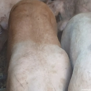 porci 140-350 kg