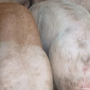 porci 140-350 kg - imagine 6