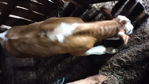 Vând vitica rasa bălțată romaneasca - imagine 2