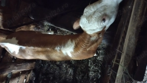 Vând vitica rasa bălțată romaneasca - imagine 4