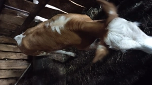 Vând vitica rasa bălțată romaneasca - imagine 3