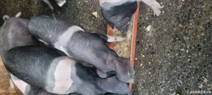 de plecare  soldani 40 60 kg - imagine 4