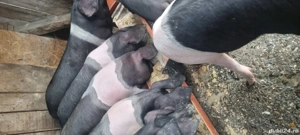 de plecare  soldani 40 60 kg - imagine 2