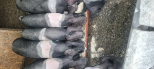 soldani bazna - imagine 4