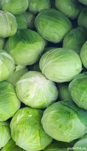 Varză de Socodor de vinzare 