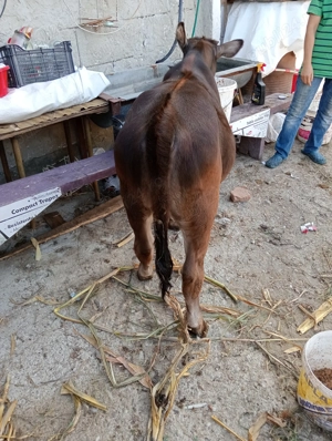 De vânzare vitea - imagine 2