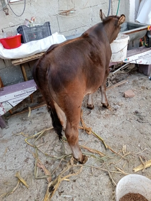 De vânzare vitea - imagine 2