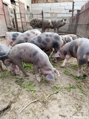 vand grasuni 25-35kg - imagine 3 vand grasuni 25-35kg - imagine 3