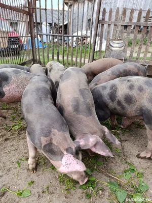 vand grasuni 25-35kg - imagine 2 vand grasuni 25-35kg - imagine 2