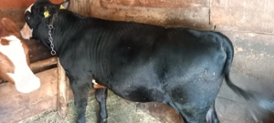 Tăuraș și vițea  - imagine 2 Tăuraș și vițea  - imagine 2