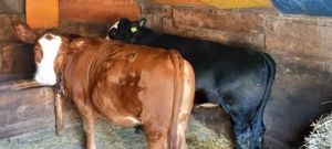 Tăuraș și vițea  - imagine 3 Tăuraș și vițea  - imagine 3