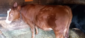 Tăuraș și vițea  - imagine 4 Tăuraș și vițea  - imagine 4