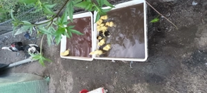 Vand boboci de rața muta - imagine 2