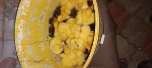 Vand boboci de rața muta - imagine 3