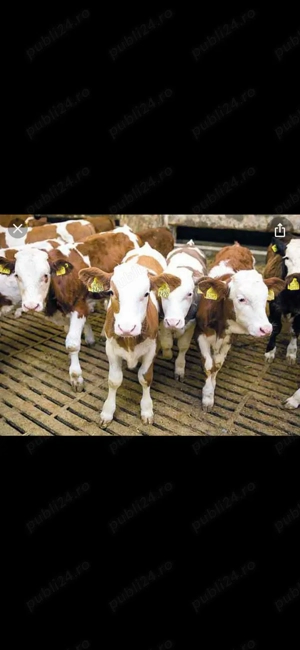 Vând viței sugari și înțărcați  - imagine 2