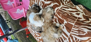 Shihtzu de vanzare  - imagine 2 Shihtzu de vanzare  - imagine 2