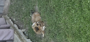 Shihtzu de vanzare  - imagine 4 Shihtzu de vanzare  - imagine 4