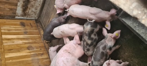 Vând grăsuni marele alb 