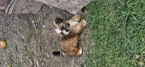 Shihtzu de vanzare  - imagine 3 Shihtzu de vanzare  - imagine 3