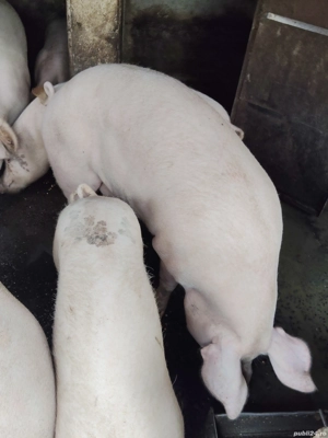 Porc gras ! - imagine 2