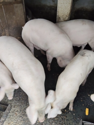 Porc gras ! - imagine 3