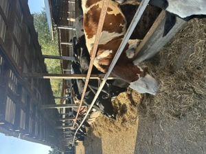 Ferma vaci de lapte caută băiat sau familie  - imagine 2