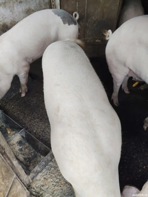 Porc gras ! - imagine 5