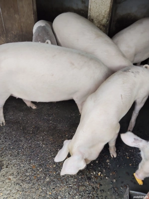 Porc gras ! - imagine 4