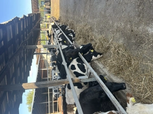 Ferma vaci de lapte caută băiat sau familie 