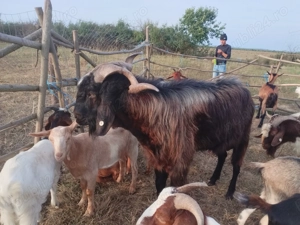 Schimb cu  capre sau furaje