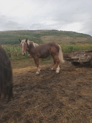 Manz 1 an si 4 luni - imagine 2