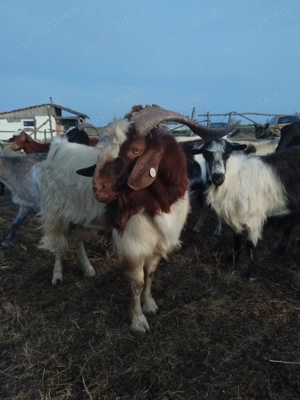 2Tapi pentru monta rasa boer