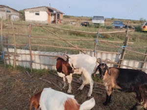 2Tapi pentru monta rasa boer - imagine 2