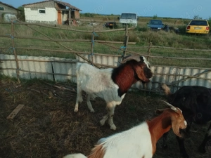 2Tapi pentru monta rasa boer - imagine 3