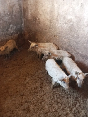 Vând purceii mangalița  - imagine 2 Vând purceii mangalița  - imagine 2