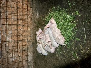 Vând Purcei de 2 luni