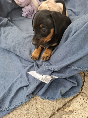 Vând teckel  - imagine 3