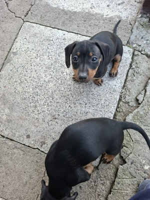 Vând teckel  - imagine 4