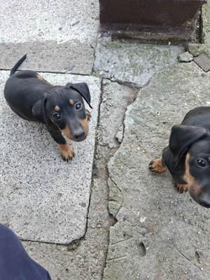 Vând teckel  - imagine 2