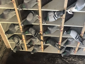 Porumbei belgieni - imagine 2