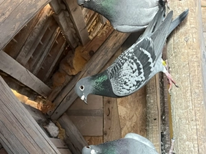 Porumbei belgieni - imagine 3