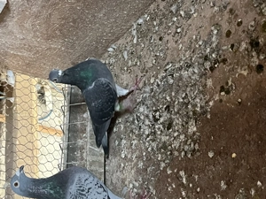 Porumbei belgieni - imagine 4