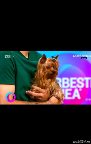 Yorkshire terrier mascul toy 