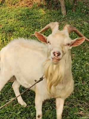 vind tap rasă saneer original virsta 3 ani 