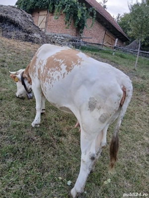 Vand vacă  - imagine 3