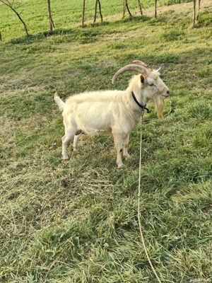 vind tap rasă saneer original virsta 3 ani  - imagine 2 vind tap rasă saneer original virsta 3 ani  - imagine 2