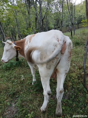 Vand vacă  - imagine 2