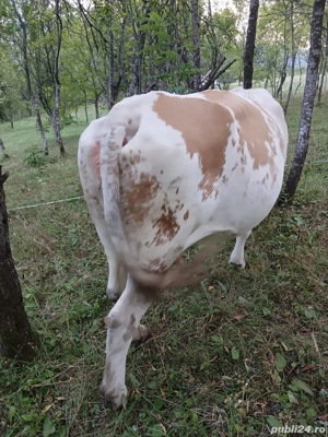 Vand vacă  - imagine 4