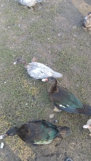 Rate mute de diferite culori - imagine 2